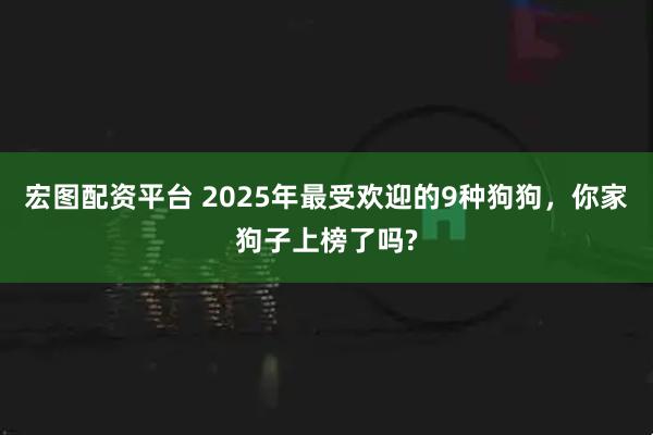 宏图配资平台 2025年最受欢迎的9种狗狗，你家狗子上榜了吗?